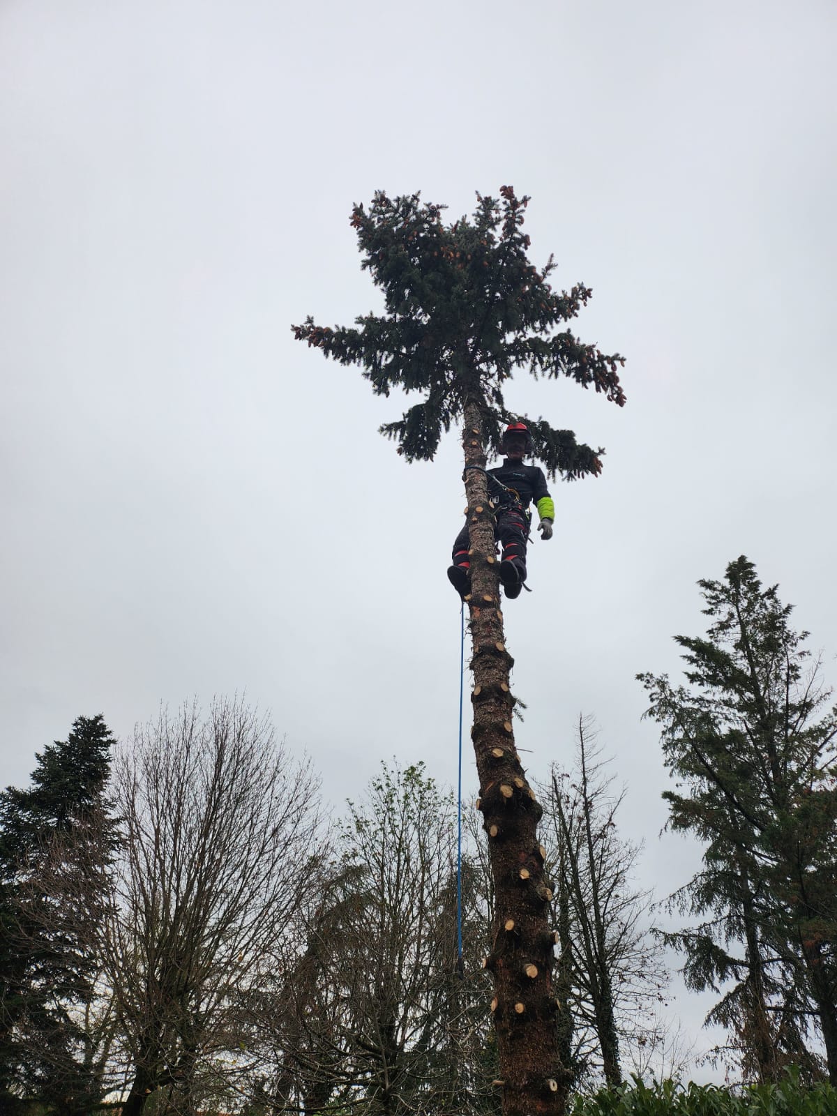 Abattage par démontage