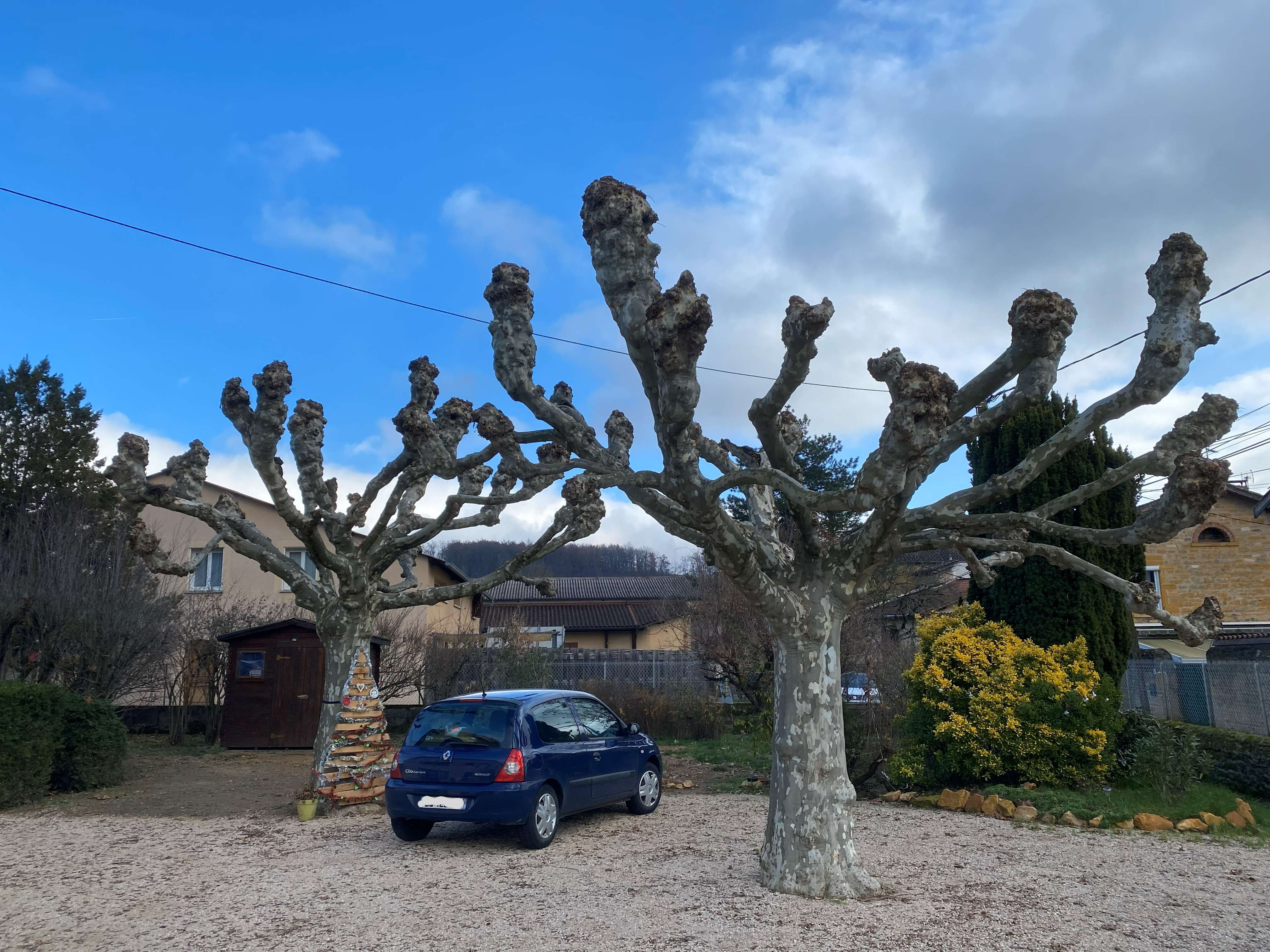 Elagage en tête de chat