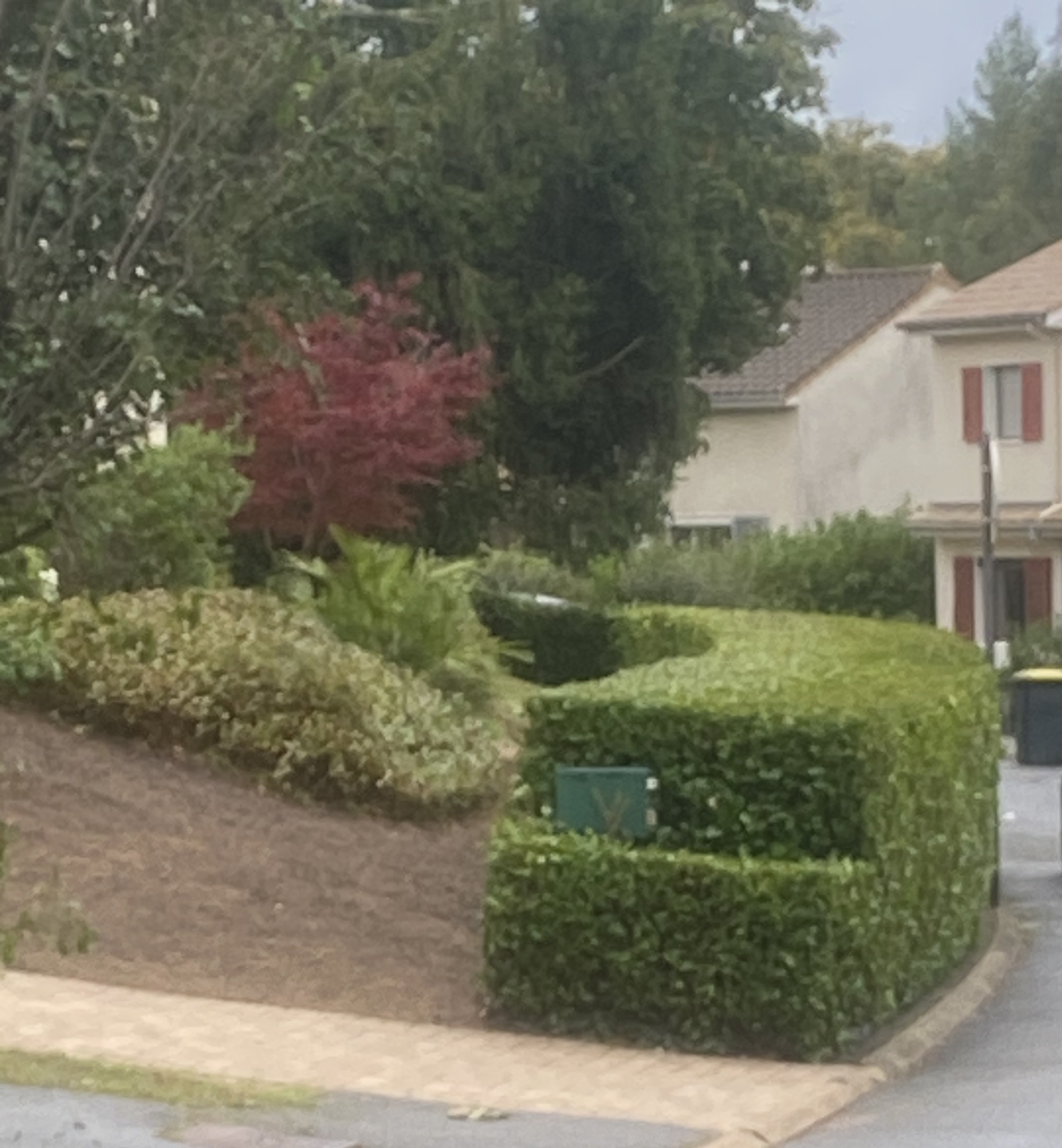 Taille haie de lauriers